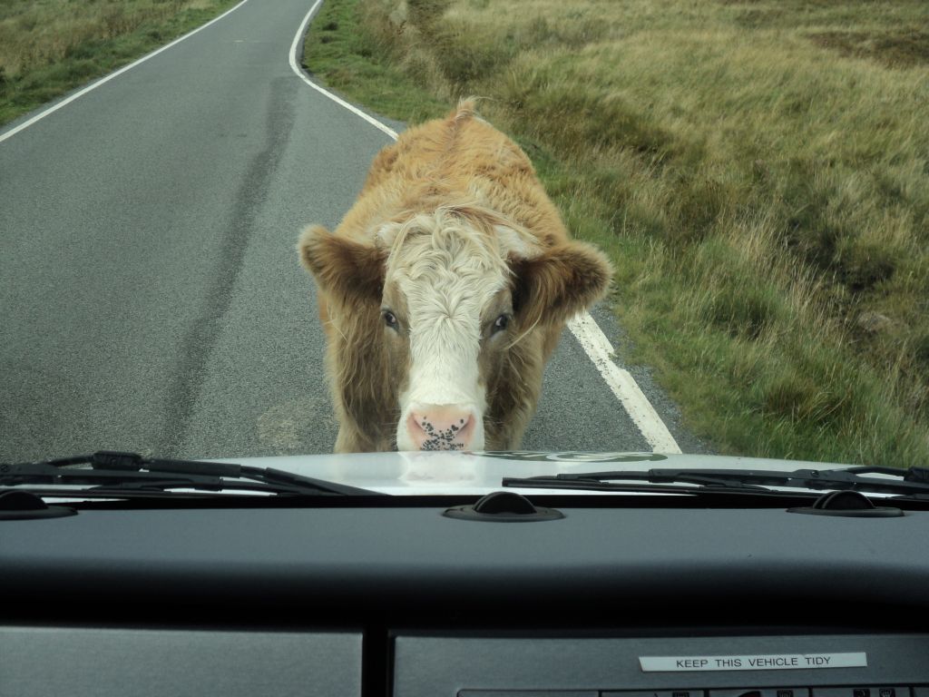 Highland cow