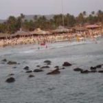 The Crowded Baga Beach