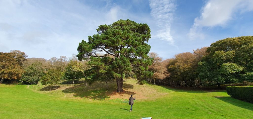 A big tree - a very big tree