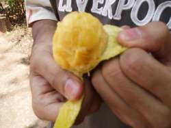 Eating the mango