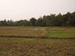 Geese in the field